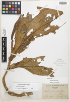 Isotype of Medinilla albiflora Merr. [family MELASTOMATACEAE]