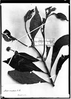 Type of Alseis involuta Schum. [family RUBIACEAE]