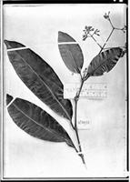 Type of Ixora truncata Müll. Arg. [family RUBIACEAE]