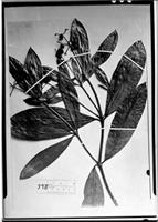 Type of Coussarea verticillata Müll. Arg. [family RUBIACEAE]