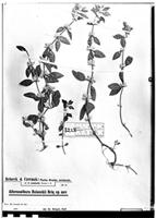 Type of Alternanthera reineckii Briq. [family AMARANTHACEAE]