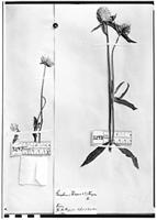Type of Gomphrena haageana Klotzsch [family AMARANTHACEAE]