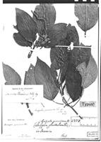 Type of Acalypha peruviana Müll. Arg. [family EUPHORBIACEAE]