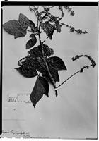 Type of Serjania lamprophylla Radlk. [family SAPINDACEAE]