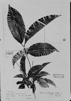 Type of Talisia multinervis Radlk. [family SAPINDACEAE]