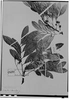 Type of Matayba intermedia Radlk. [family SAPINDACEAE]