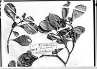 Type of Oedematopus weberbaueri Engl. [family CLUSIACEAE]