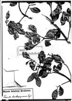 Type of Tovomita chachapoyasensis Engl. [family CLUSIACEAE]