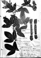 Holotype of Passiflora mollissima (Humb. et al.) L. H. Bailey [family PASSIFLORACEAE]