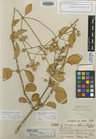 Holotype of Alternanthera asterophora Standl. [family AMARANTHACEAE]