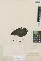 Isotype of Macrocnemum pilosinervium Standl. [family RUBIACEAE]