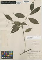Holotype of Psychotria juninensis Standl. [family RUBIACEAE]