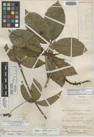 Holotype of Paullinia simulans J. F. Macbr. [family SAPINDACEAE]