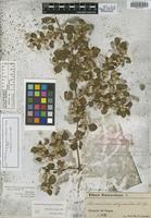 Holotype of Alternanthera lorentzii Uline&Bray [family AMARANTHACEAE]