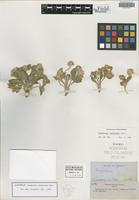 Syntype of Gomphrena caespitosa Torr. [family AMARANTHACEAE]