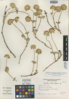Isotype of Gomphrena vitellina Pedersen [family AMARANTHACEAE]