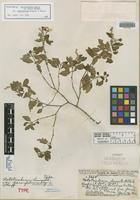 Holotype of Nototrichium humile Hillebr. var. pavifolium O. Deg. & Sherff [family AMARANTHACEAE]