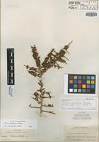 Holotype of Schinus johnstonii F. A. Barkley [family ANACARDIACEAE]