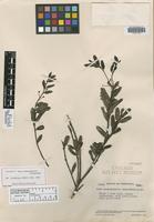 Holotype of Ilex venezuelensis Steyerm. [family AQUIFOLIACEAE]