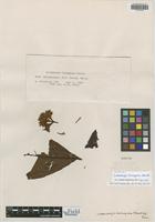 Isotype of Ladenbergia ferruginea Standl. [family RUBIACEAE]