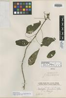 Isosyntype of Acalypha brasiliensis Müll. Arg. var. longipes Müll. Arg. [family EUPHORBIACEAE]