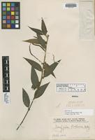 Isotype of Acalypha pohliana Müll. Arg. [family EUPHORBIACEAE]