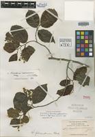 Isotype of Homalium pleiandrum Blake [family FLACOURTIACEAE]