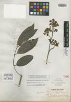 Isotype of Banisteria cinerea Rusby [family MALPIGHIACEAE]