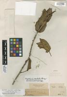 Isotype of Myrciaria cordata O. Berg [family MYRTACEAE]