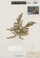 Isotype of Glaux acutifolia A. Heller [family PRIMULACEAE]