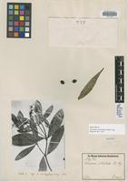 Isotype of Coussarea verticillata Müll. Arg. [family RUBIACEAE]