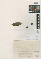 Isotype of Faramea calophylla Standl. [family RUBIACEAE]
