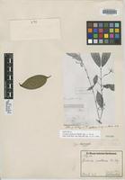 Isotype of Faramea spathacea Müll. Arg. ex Standl. [family RUBIACEAE]