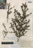 Holotype of Gonzalagunia discolor Standl. var. danielis J. H. Kirkbr. [family RUBIACEAE]