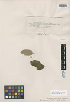 Isotype of Guettarda crenulata Urb. & Ekman [family RUBIACEAE]