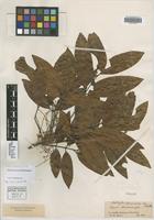 Isotype of Cupania spruceana Benth. [family SAPINDACEAE]
