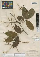 Isotype of Paullinia acuminata Uittien [family SAPINDACEAE]