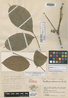 Holotype of Paullinia chocoensis Cuatrec. [family SAPINDACEAE]