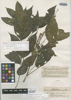 Isoneotype of Ptelea arborea Blanco [family RUTACEAE]