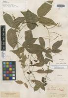 Isosyntype of Serjania tenuis Radlk. [family SAPINDACEAE]