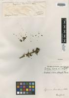 Isotype of Lycium horridum Kunth [family SOLANACEAE]