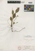 Isotype of Viola primulifolia L. var. occidentalis A. Gray [family VIOLACEAE]
