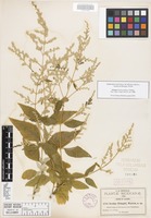 Isotype of Iresine pringlei S. Watson [family AMARANTHACEAE]