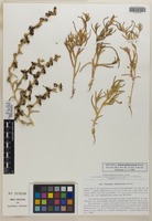 Isotype of Salsola halimocnemis Botsch. [family CHENOPODIACEAE]