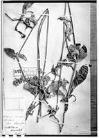 Type of Oplotheca tomentosa Mart. [family AMARANTHACEAE]