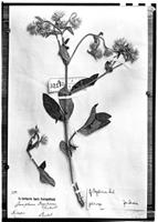 Type of Gomphrena regeliana Seub. [family AMARANTHACEAE]