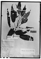 Type of Acalypha aspericocca Pax & K. Hoffm. [family EUPHORBIACEAE]