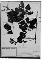 Type of Serjania paleata Radlk. [family SAPINDACEAE]