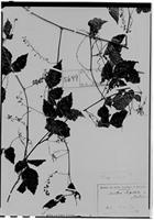Type of Urvillea stipitata Radlk. [family SAPINDACEAE]