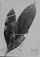 Type of Porocystis tonlicioides Radlk. [family SAPINDACEAE]